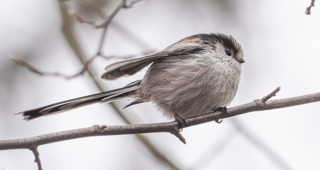 Vogelexkursion (gdl_923623847_image)