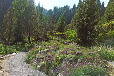 Guided tour of the historic Alpinum (gdl_923775245_image)