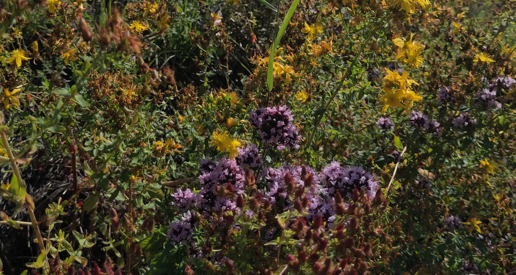 Workshop mit Ela: Räuchern mit lokalen Pflanzen & blühender Apéro (gdl_923790404_image)