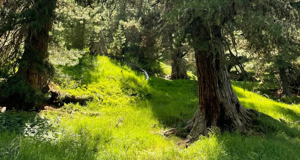 Aroma-Workshop im Einklang mit dem Engadiner Arven-Wald (gdl_923790407_image)