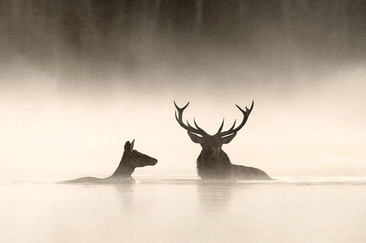 Kino: Le Chant des Forets (gdl_923790409_image)