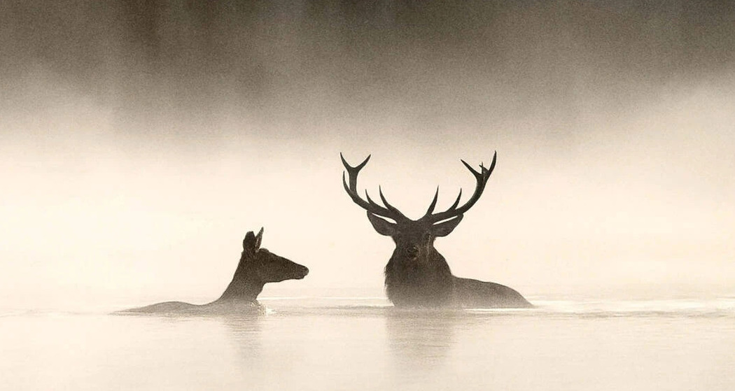 Kino: Le Chant des Forets (gdl_923790409_image)