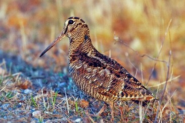 Abendexkursion zur Beobachtung von Waldschnepfen (gdl_923853005_image)