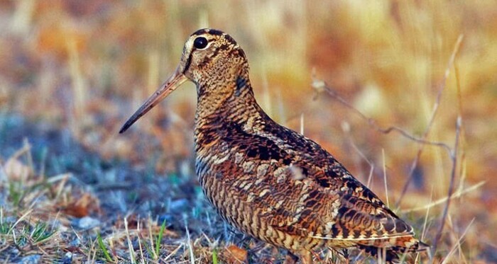 Abendexkursion zur Beobachtung von Waldschnepfen (gdl_923853005_image)