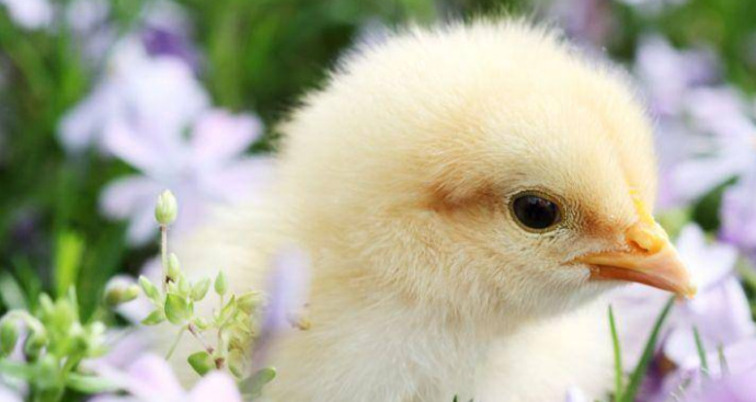 Ostereiersuchen für Familien (gdl_923895027_image)