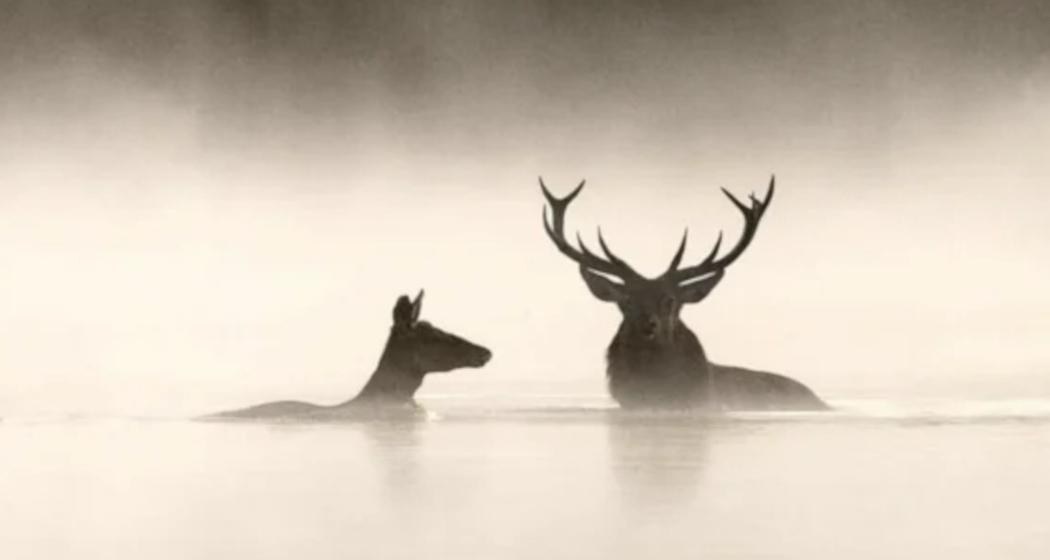 Cinema: «Le chant des Forêts» in Ilanz (gdl_923921701_image)