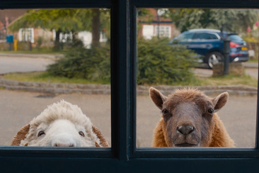 Glennkill (gdl_924082959_image)