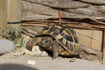 Artgerechte Haltung von Europäischen Landschildkröten (gdl_924132928_image)