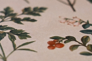 «Historische Körperbilder und Heilversuche mit Pflanzen» (gdl_924201974_image)