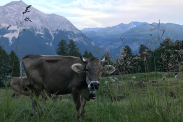 Wild Alpine raclette on the Es-cha Dadour Alp (gdl_924258229_image)
