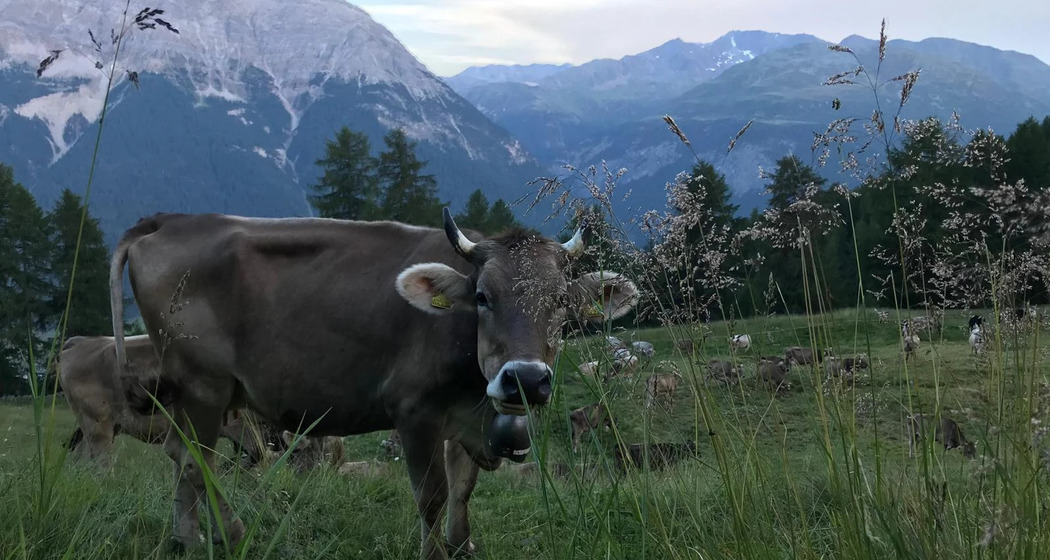 Wildes Alp-Raclette auf der Alp Es-cha Dadour (gdl_924258229_image)
