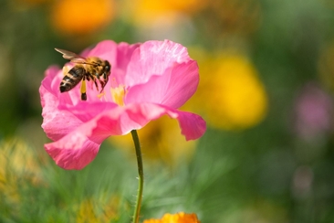 Begegnungscafé - Erzähl-Kaffee (gdl_925002819_image)