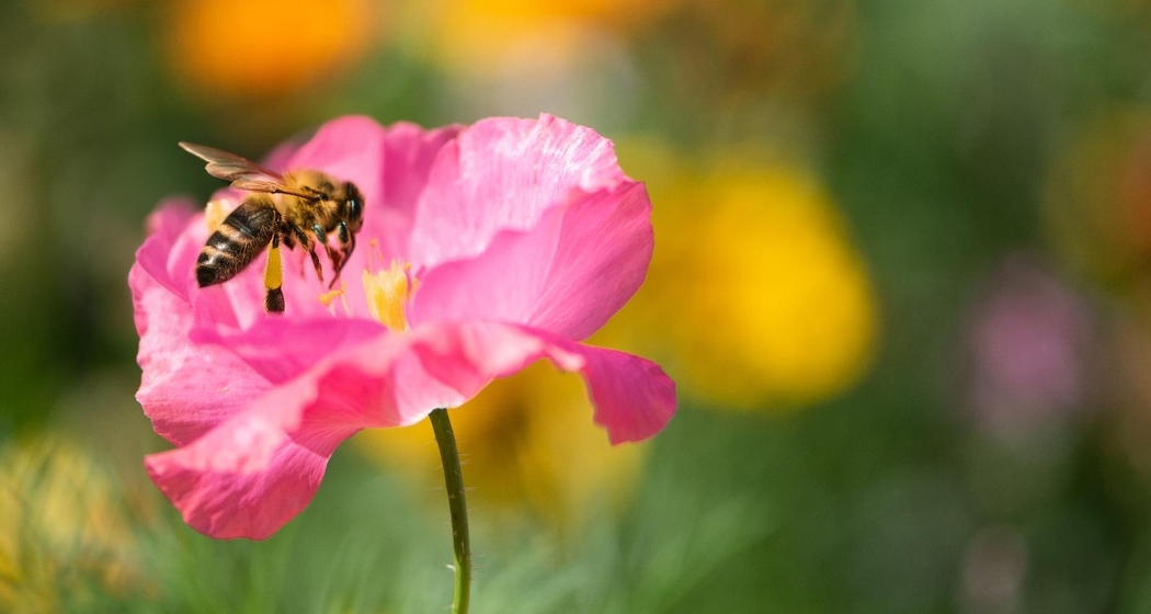 Begegnungscafé - Erzähl-Kaffee (gdl_925002819_image)