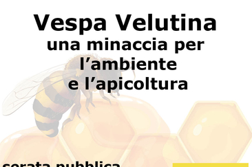 Vespa Velutina: una minaccia per l’ambiente e l’apicoltura (gdl_925020965_image)