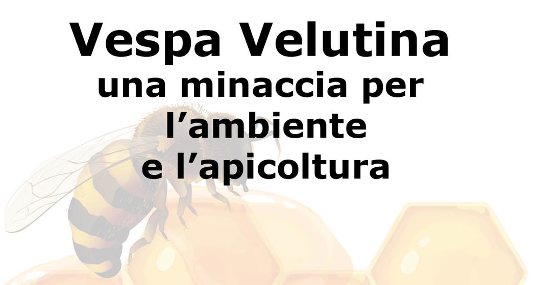 Vespa Velutina: una minaccia per l’ambiente e l’apicoltura (gdl_925020965_image)