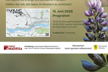 Gemeinde Klosters - gemeinsam gegen Lupinen in Monbiel (gdl_925843787_image)