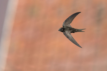 Ali tra le rocce (gdl_925970337_image)