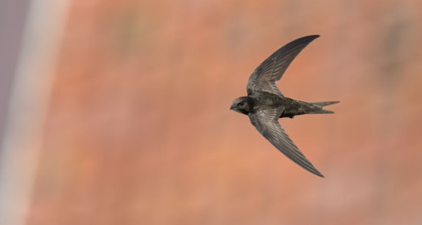 Ali tra le rocce (gdl_925970337_image)