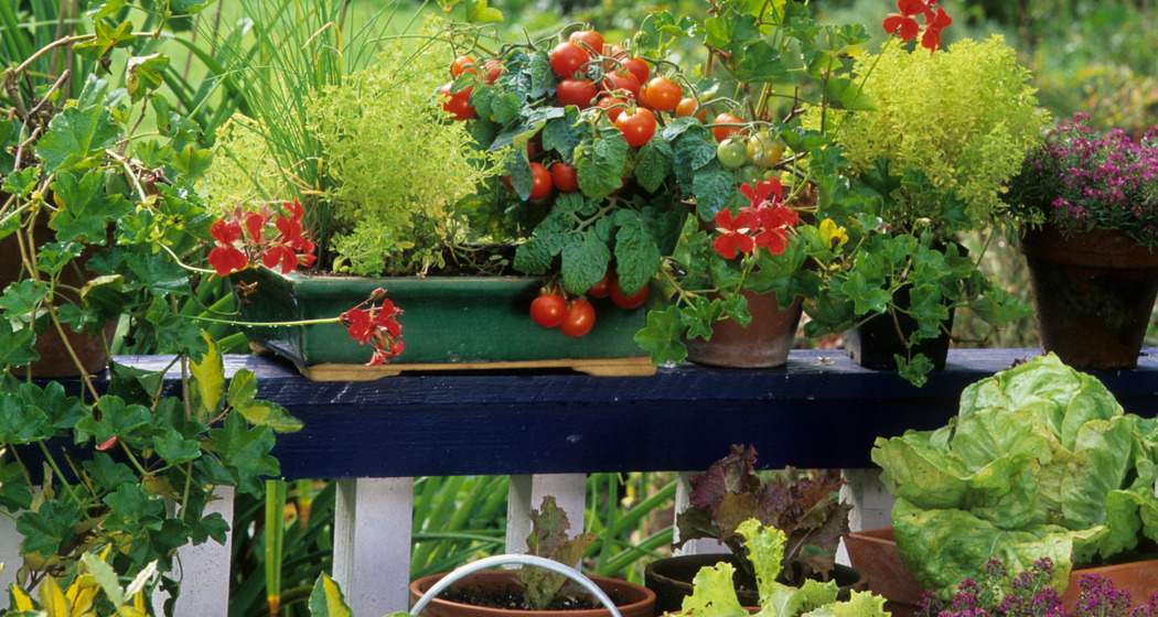 Workshop Urban Gardening in Chur (gdl_925986822_image)