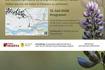 Municipality of Klosters - united against lupins in Monbiel (gdl_926147361_image)