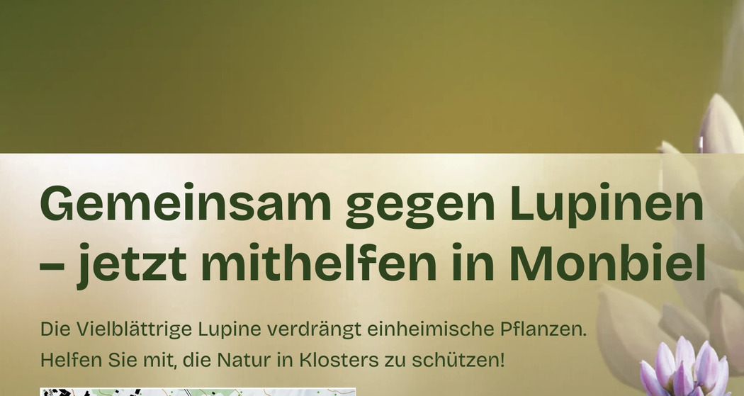 Gemeinde Klosters - gemeinsam gegen Lupinen in Monbiel (gdl_926147361_image)