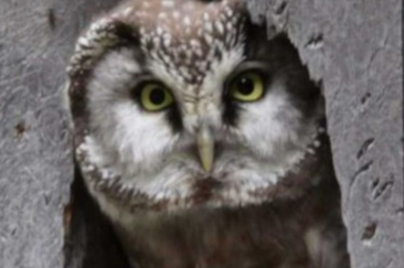 Ornitologische Abendexkursion in Ilanz (gdl_926180969_image)