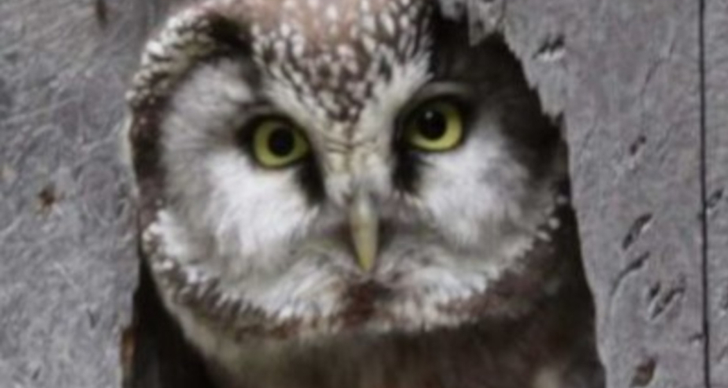 Ornitologische Abendexkursion in Ilanz (gdl_926180969_image)