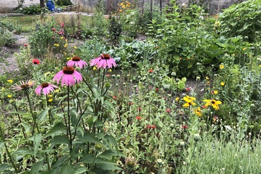 Naturgarten und Permakultur (gdl_926255746_image)