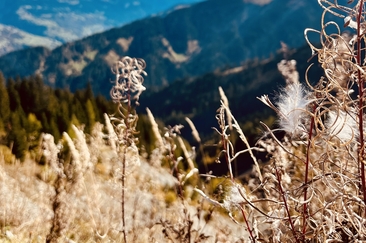 Trail Run Jenaz (gdl_926292601_image)