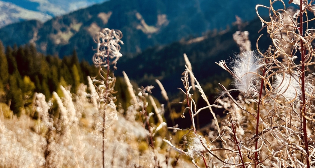 Trail Run Jenaz (gdl_926292601_image)