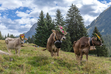Traditioneller Alpabzug in Klosters Monbiel (gdl_926457364_image)