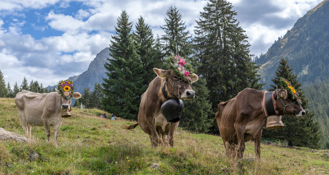 Traditioneller Alpabzug in Klosters Monbiel (gdl_926457364_image)