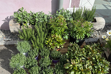 Madulain Flower Market (gdl_926510234_image)