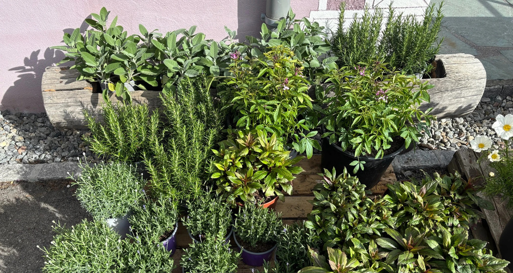 Madulainer Blumenmarkt (gdl_926510234_image)