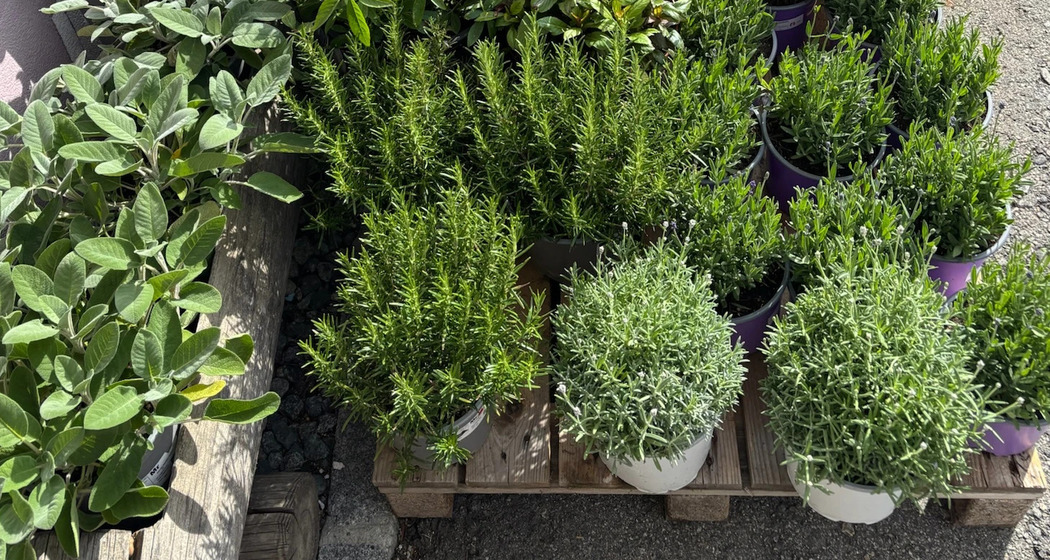 Madulainer Blumenmarkt (gdl_926510235_image)