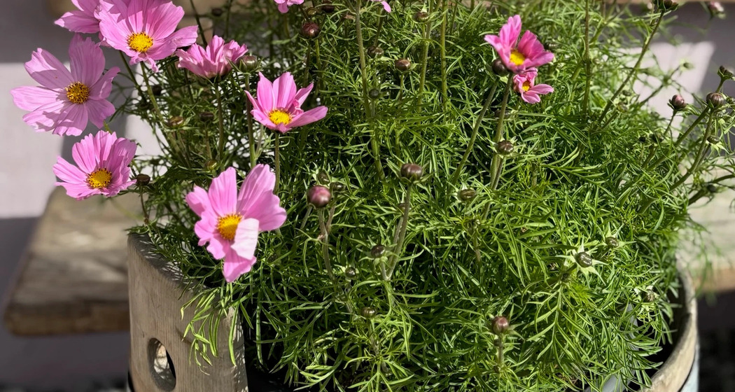 Madulainer Blumenmarkt (gdl_926510241_image)