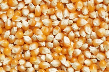 Polenta7000 – Der Mais ist heiss (gdl_926922569_image)