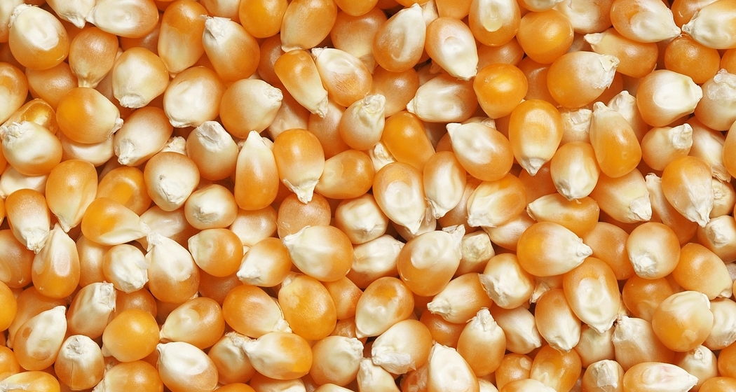 Polenta7000 – Der Mais ist heiss (gdl_926922569_image)