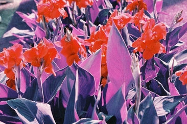 Polenta7000 – Disco Morgana (gdl_926929774_image)