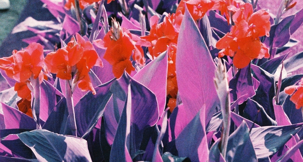 Polenta7000 – Disco Morgana (gdl_926929774_image)