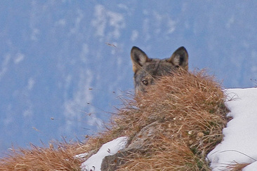 NATURAMA-Vortrag: Wölfe - sind Sie uns zu nah? (gdl_927008303_image)