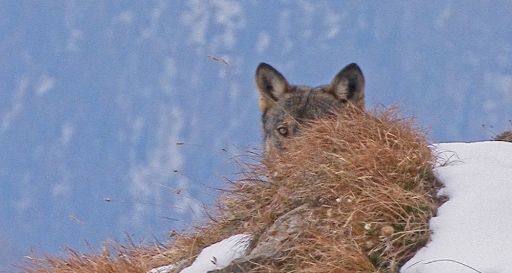NATURAMA-Vortrag: Wölfe - sind Sie uns zu nah? (gdl_927008303_image)