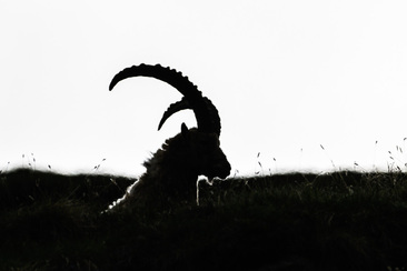 NATURAMA-Vortrag: Der Steinbock (gdl_927008306_image)