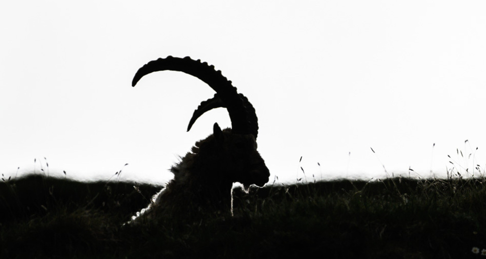 NATURAMA-Vortrag: Der Steinbock (gdl_927008306_image)