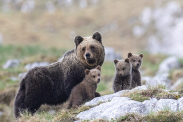 NATURAMA-Vortrag: Die Rückkehr der Bären in die Alpen (gdl_927008308_image)