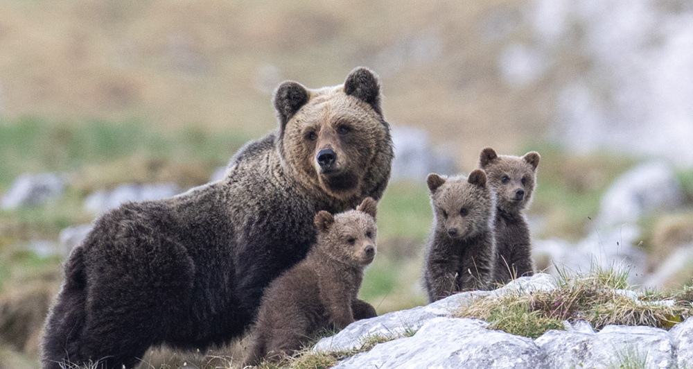 NATURAMA-Vortrag: Die Rückkehr der Bären in die Alpen (gdl_927008308_image)