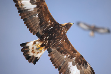 NATURAMA-Vortrag: Der Steinadler - Buchpräsentation (gdl_927008312_image)