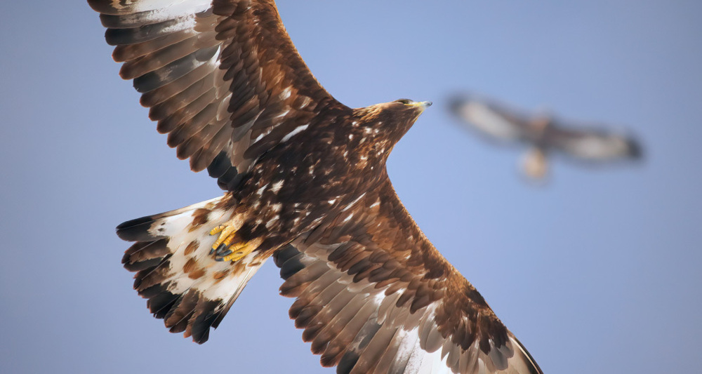 NATURAMA-Vortrag: Der Steinadler - Buchpräsentation (gdl_927008312_image)
