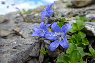 NATURAMA-Vortrag: Botanische Perlen (gdl_927008315_image)