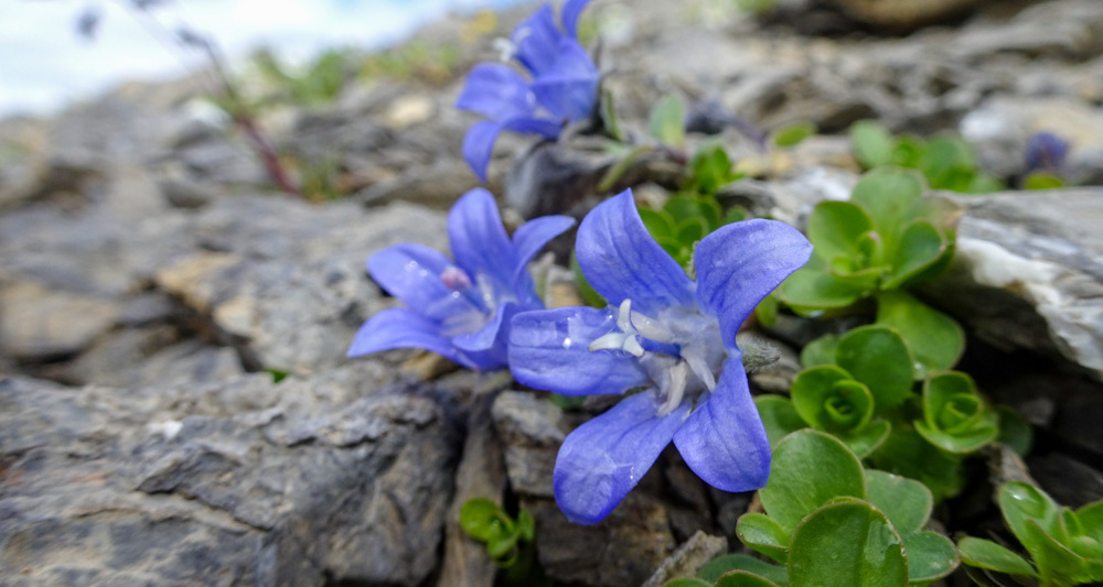 NATURAMA-Vortrag: Botanische Perlen (gdl_927008315_image)